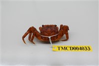 藏品(角額仿相手蟹)的圖片